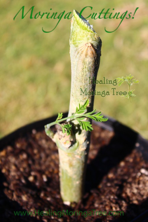 Buy cuttings moringa Oleifera