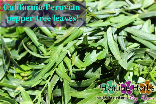 California Peruvian pepper tree leaves