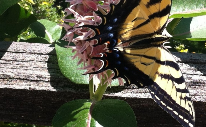 Tiger Swallowtails and Life